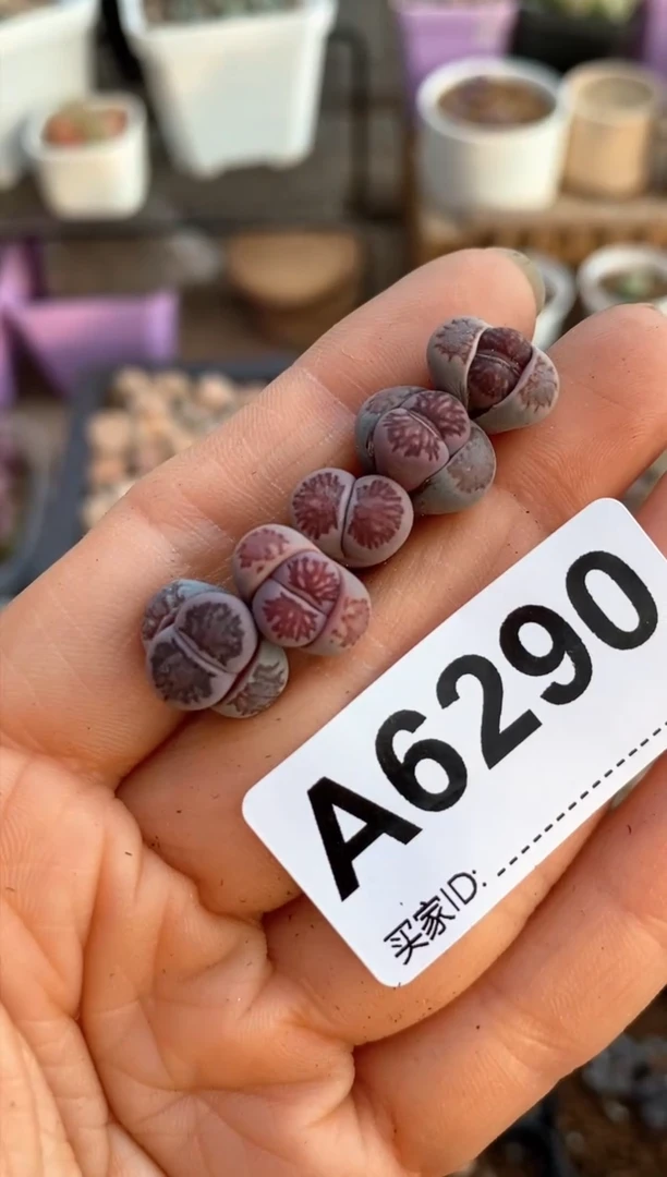 【闪购商品】6290直播一物一拍