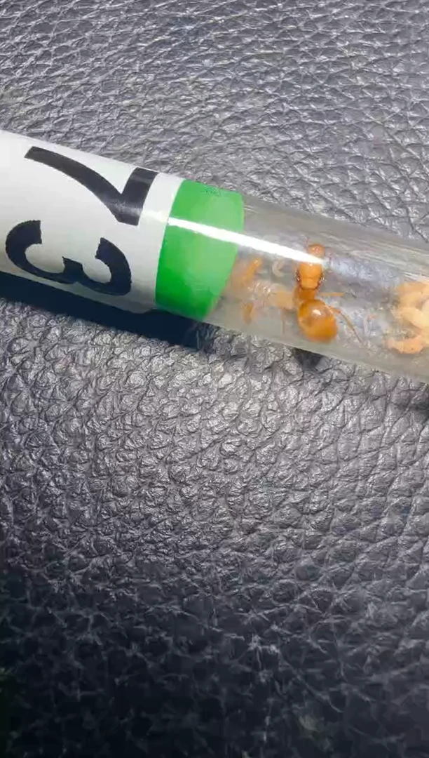 蚂蚁工坊273号墨