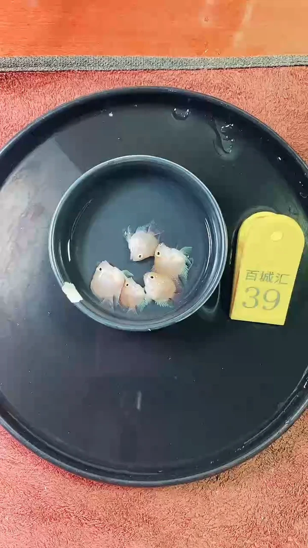 鹦鹉鱼54545555555