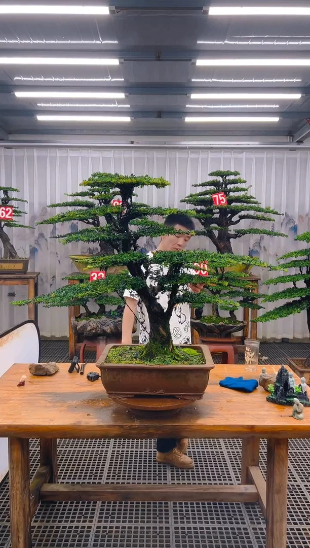 无花朵人*！精品盆景直播间一物一拍