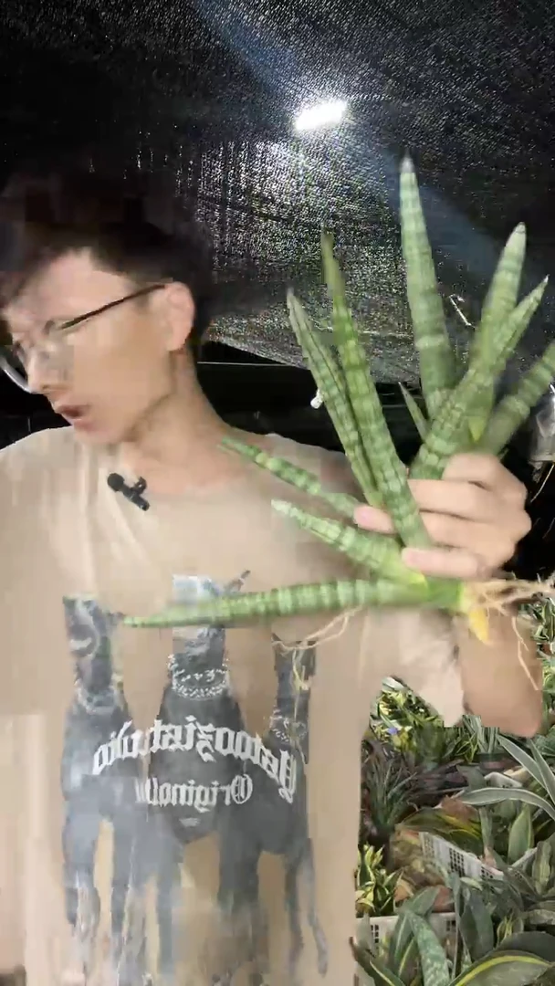 3叶起迷你佛手兰裸根4棵9.9