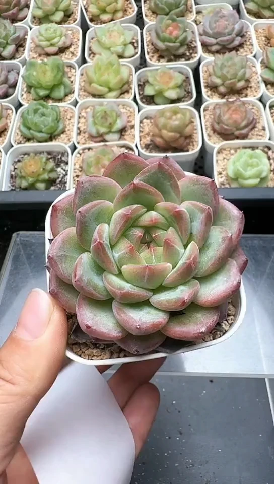 289F云禹多肉植物 默认脱土纸巾打包 3颗包邮