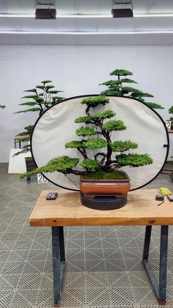 无花朵造型盆景一物一拍