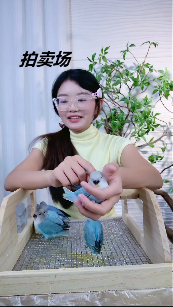 桃脸牡丹鹦鹉松闪