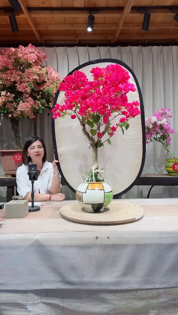 巴特夫人三角梅