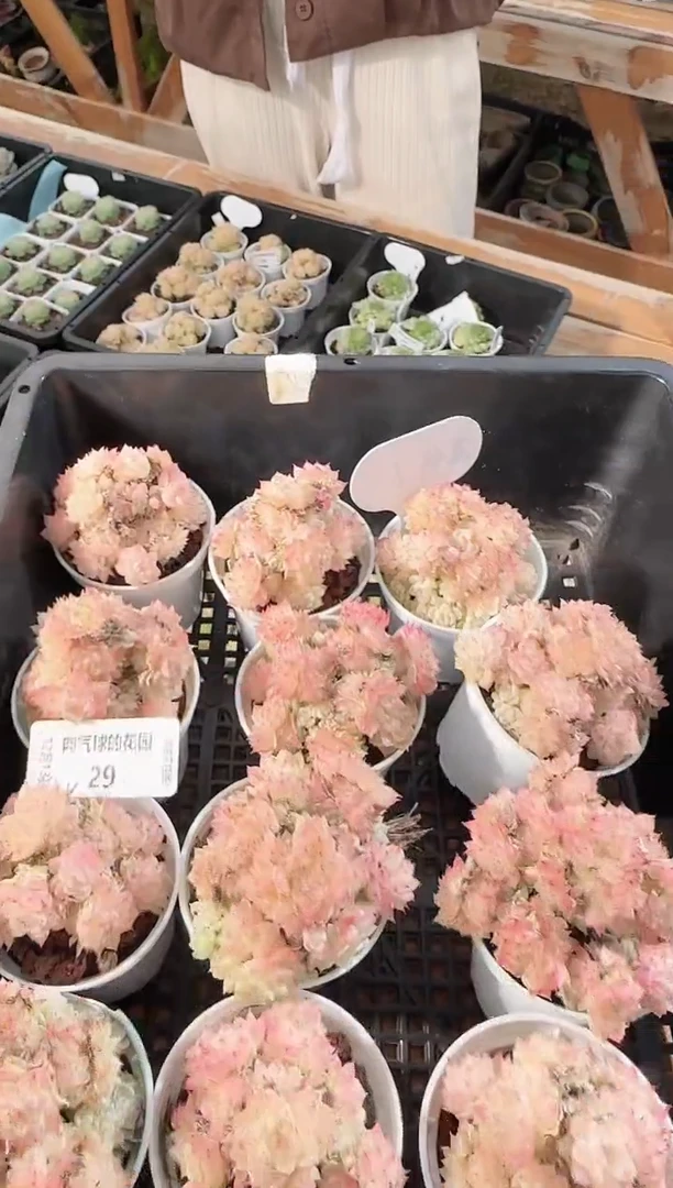 1213-29福利6号多肉量拍任意发一颗群生不包整