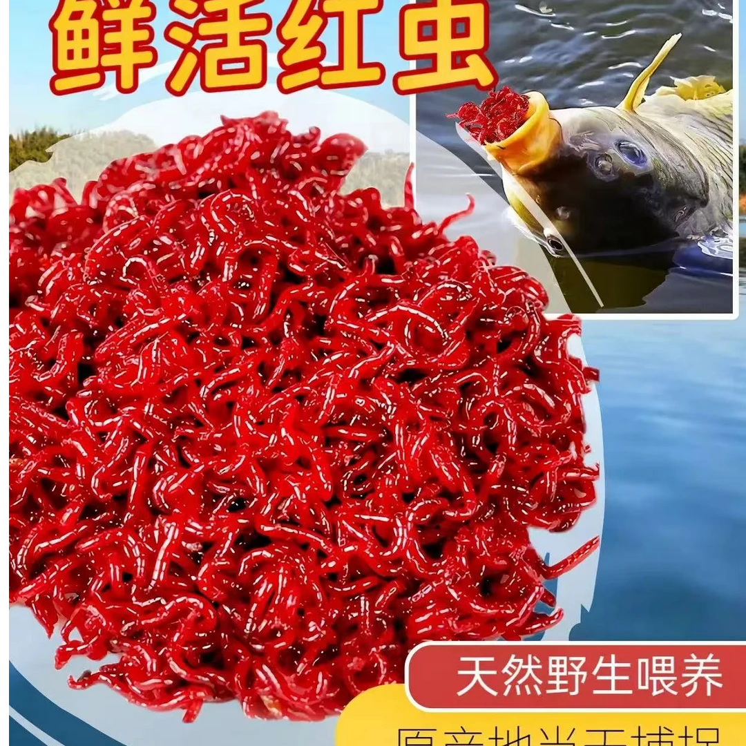 鲜活红虫野钓挂钩拉饵红虫净虫发货