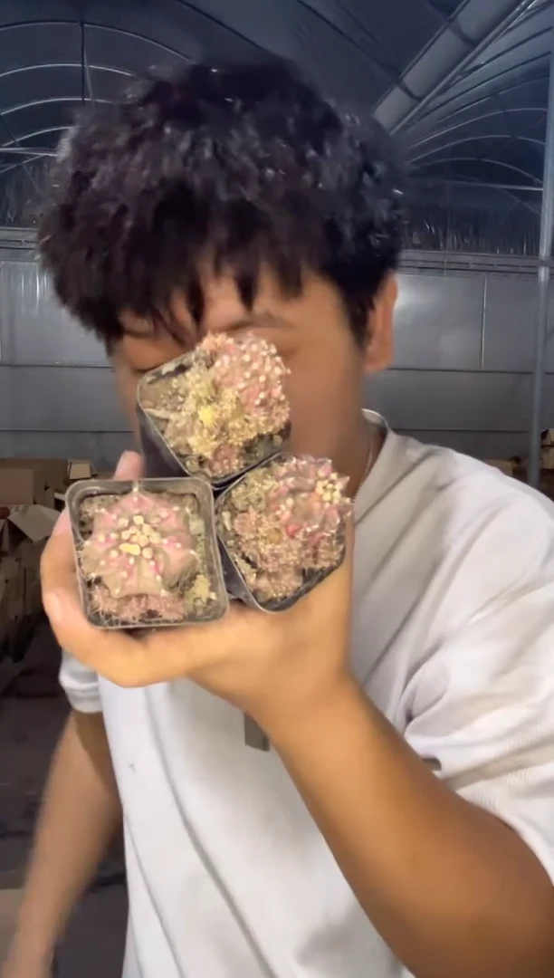 3颗 粉钻海神【带根】