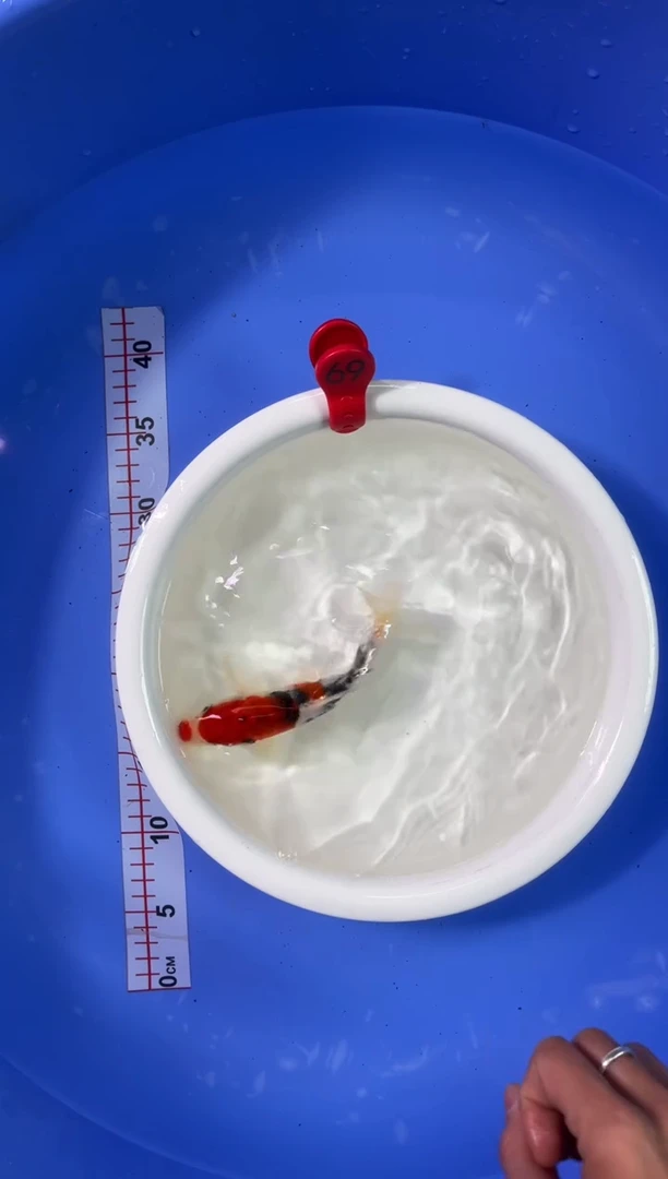 锦鲤活体二号链接/暂收10米