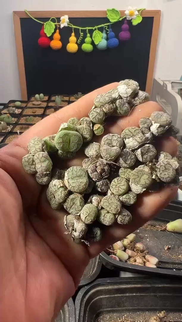 一物一拍          31