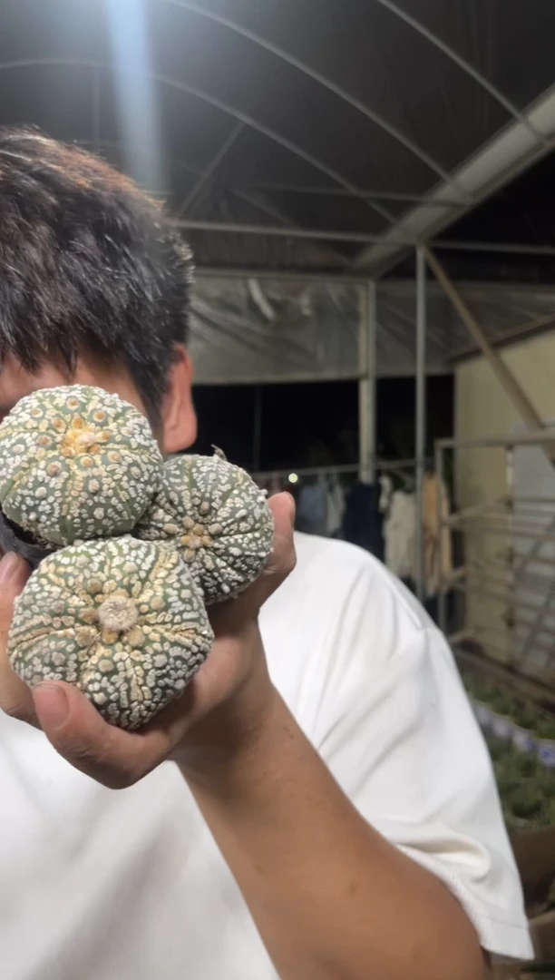 3颗 浓白兜【实生根】4-6cm