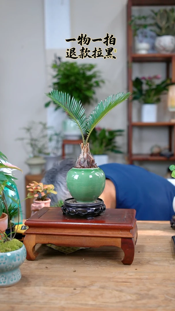 完全开放i****k铁树241