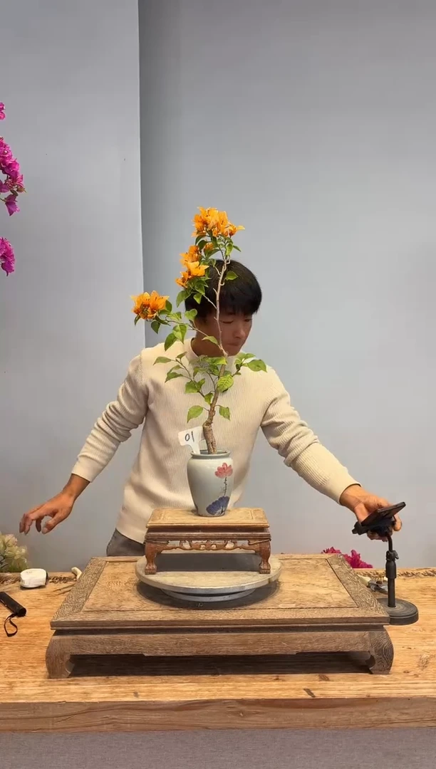以实际为准战*！三角梅·1