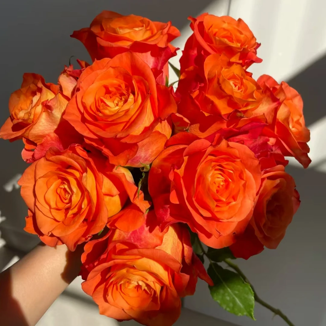 【卓昂玫瑰园】塔巴斯科新品玫瑰四季开花庭院阳台切花高杯月季