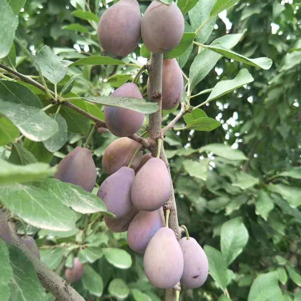 空运西梅新疆迦师法兰西中大果1.5斤