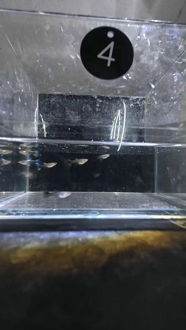 孔雀鱼4号两单包邮