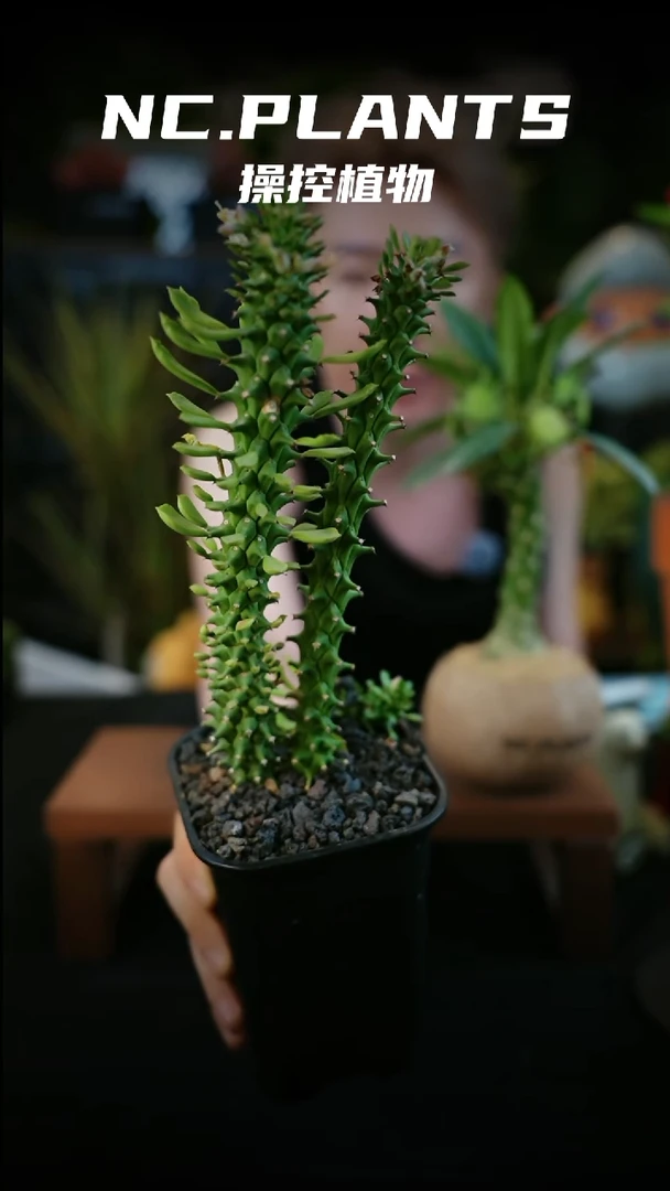 无花朵麒麟双子（新品福利