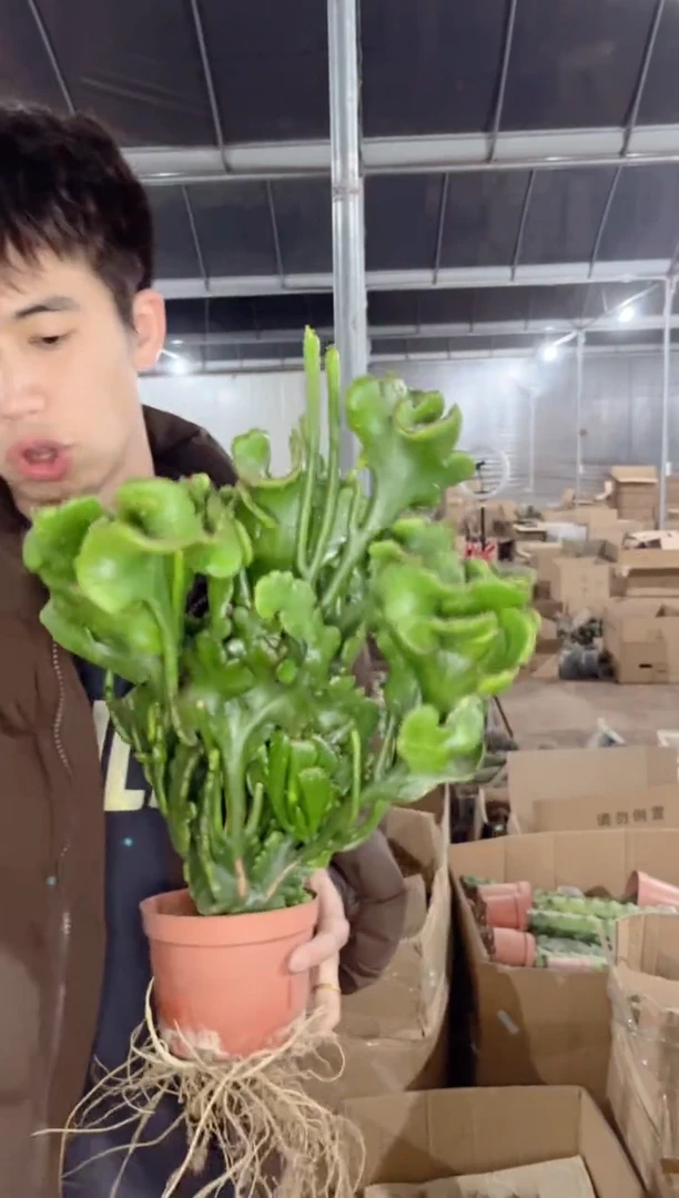 【闪购商品】大号 彭珊瑚