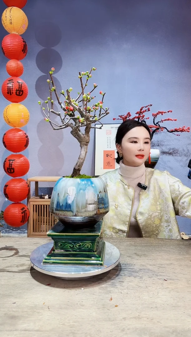 【闪购商品】盆景海棠 长寿冠