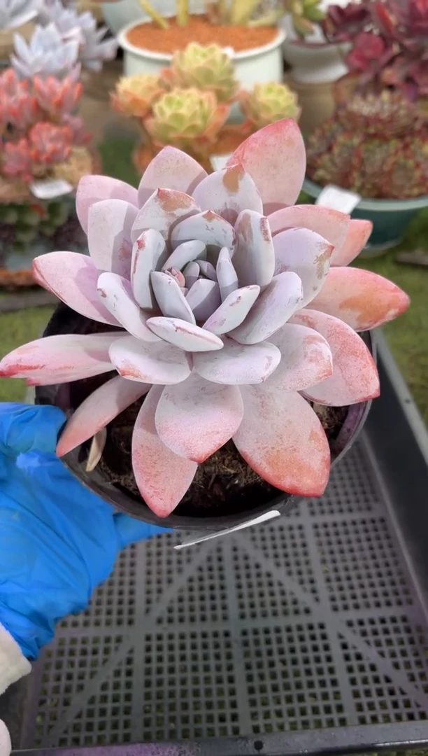 【闪购商品】13759