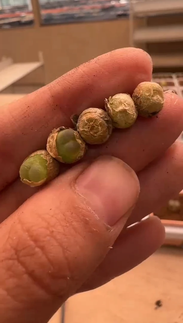 美丽的肉石头- 15一颗
