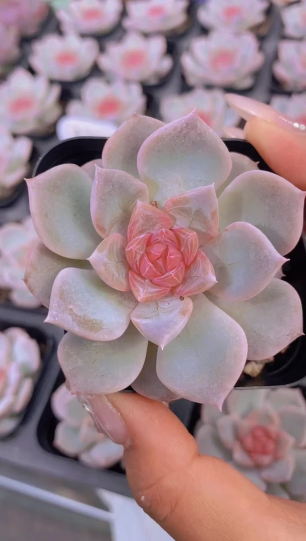 A795-梨花暮雨（量拍）