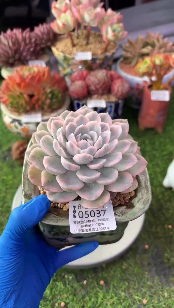 昆明印象多肉05037