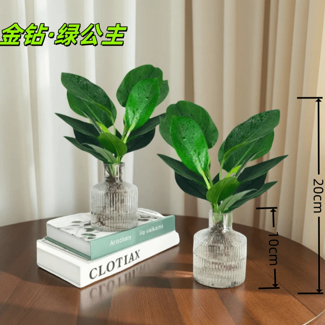 【买一送一】金钻绿公主水培植物室内桌面净化空气吸甲醛四季好养 N
