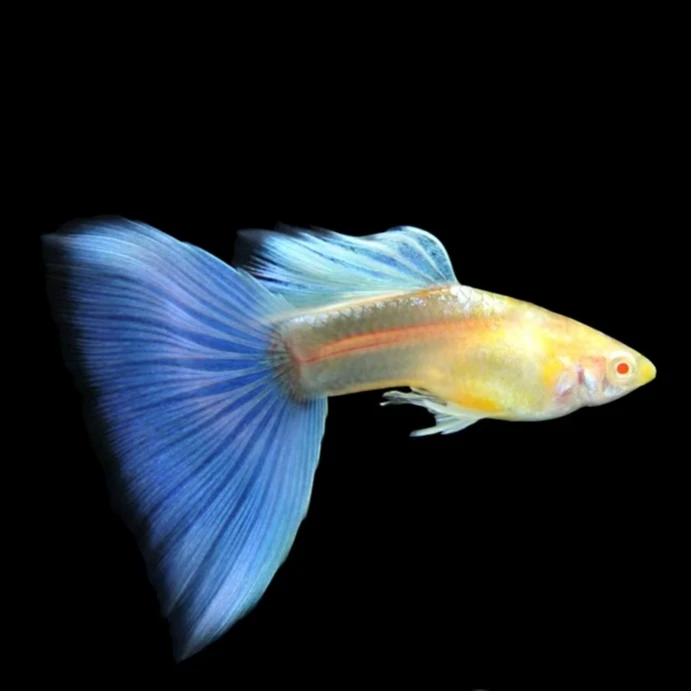 【绣球血统蓝白天空蓝大C】精品孔雀鱼小型热带胎生观赏鱼