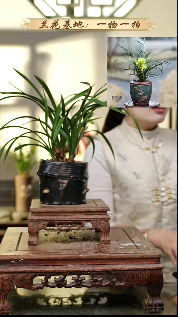 完全开放春兰黄荷奇