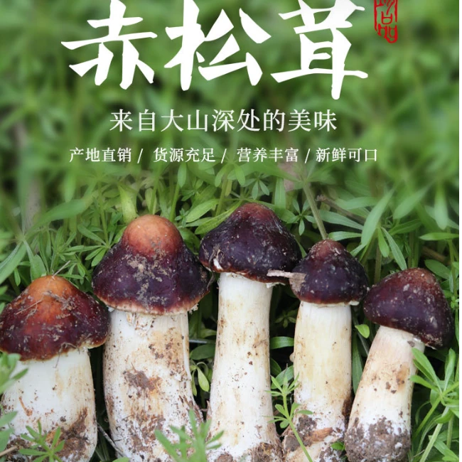 月底停发【顺丰】赤松茸姬松茸菇农家仿野生种植菌球盖菇煲汤蘑菇