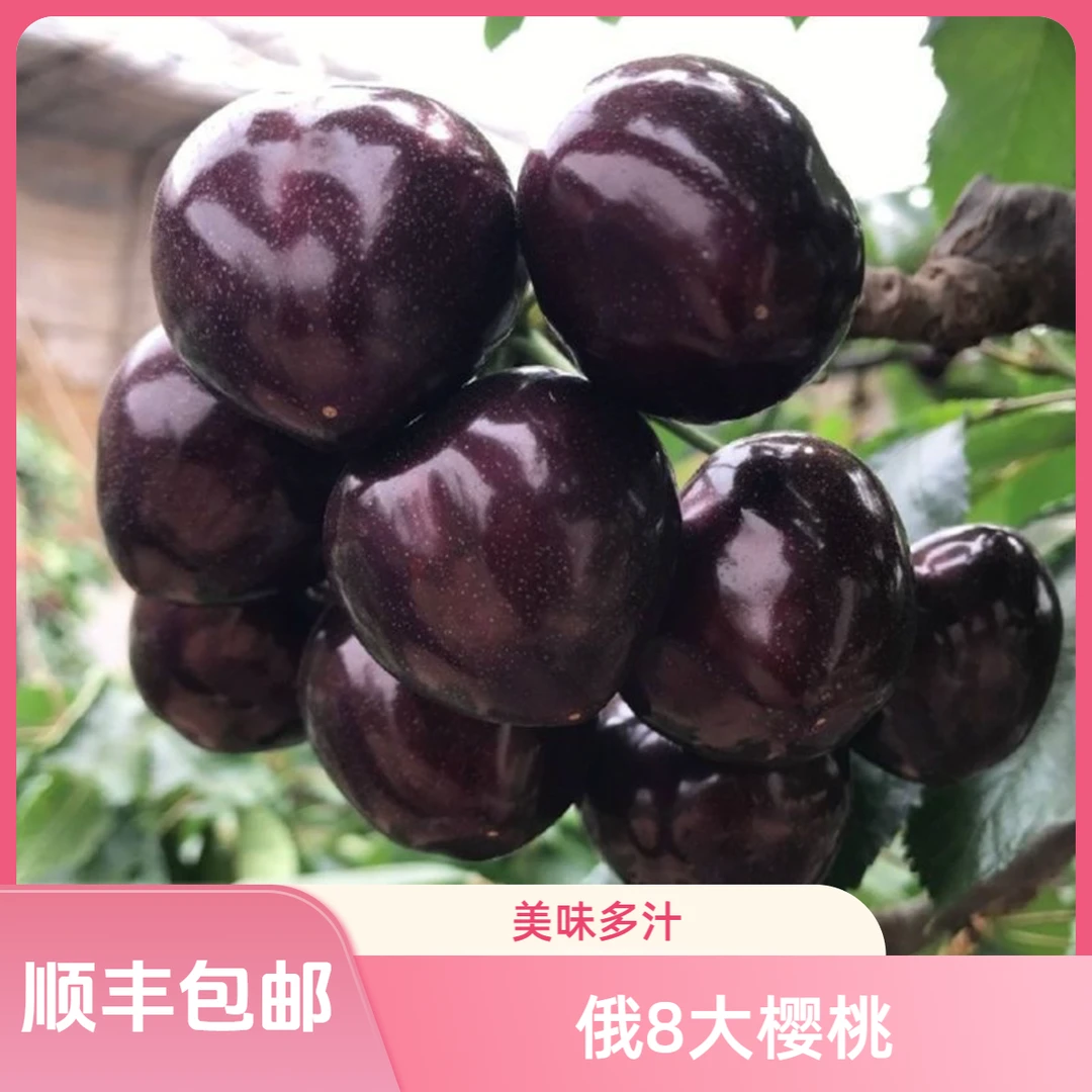 【精品俄8】大连俄8特大果陆地樱桃现摘现发首选精品果顺丰空运