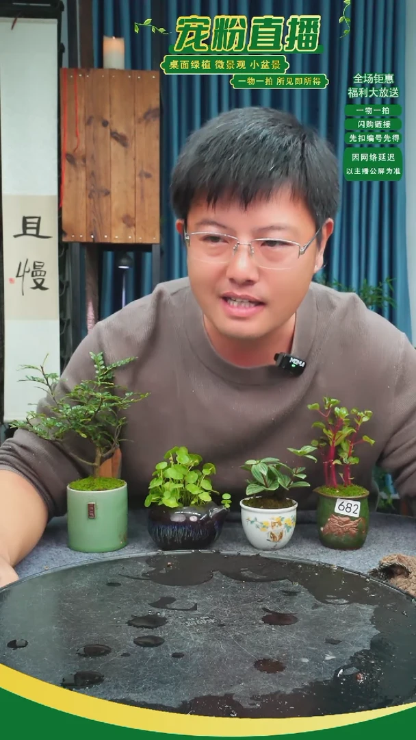 无花朵杨*?苔藓微景观682号