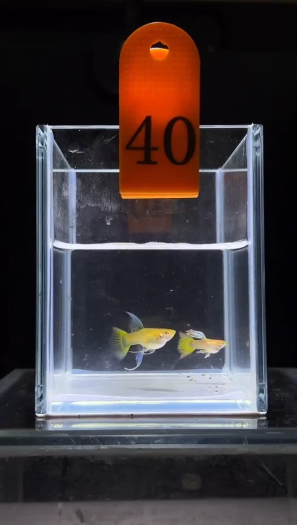 孔雀鱼黄龙球C体编号40