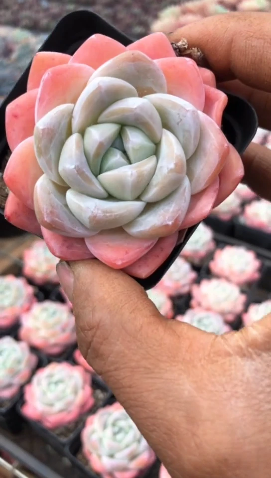 【闪购商品】精控单头冰玉带盆土2颗