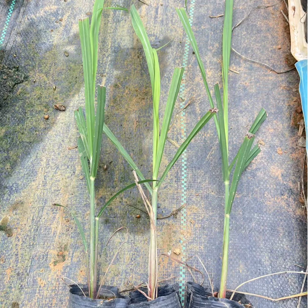 广西黑皮水果甘蔗组培苗多芽苗脆甜多汁薄皮甘蔗南方北方简单种植