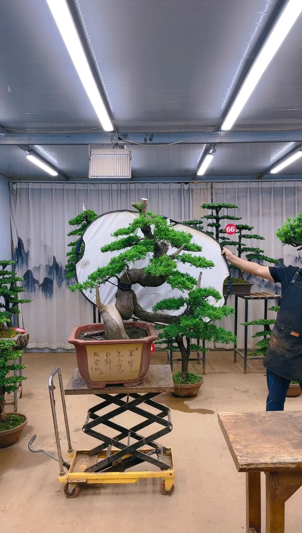 无花朵凌*精品盆景  一物一拍
