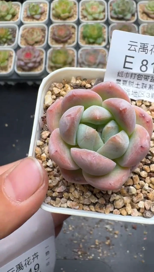 818E云禹多肉植物 带盆土纸巾打包 3颗包邮