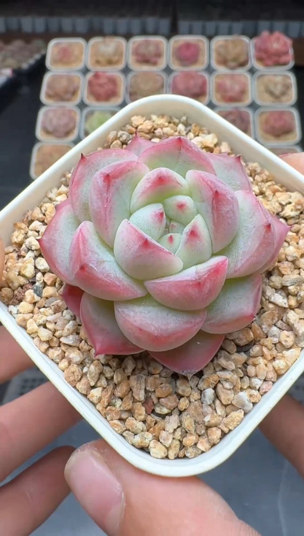 【闪购商品】3单包邮珍妮多肉一物一拍