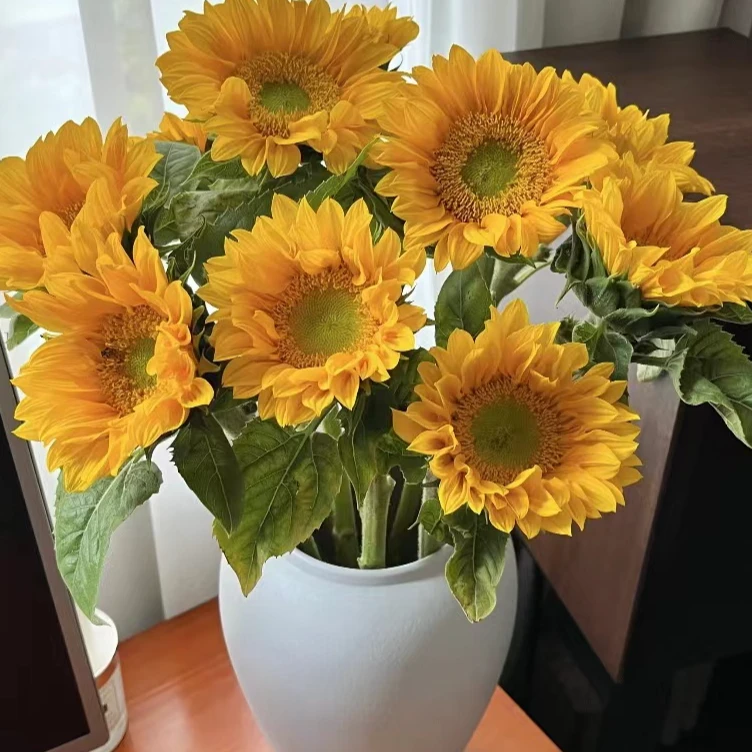 鲜花【迷你绿心向日葵】同地址两单以上顺丰/德邦空运+送10包保鲜剂