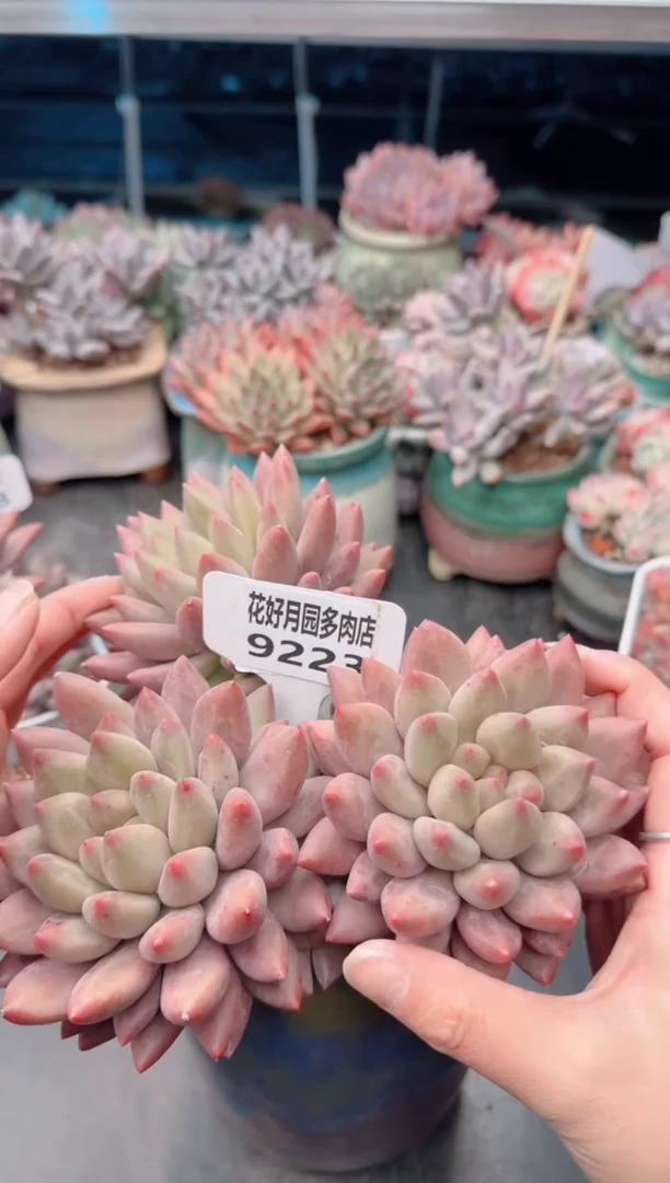 【闪购商品】9223.