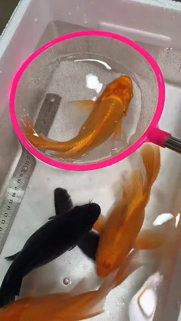 蝴蝶鲤鱼蝴蝶鲤直播选鱼专用链接