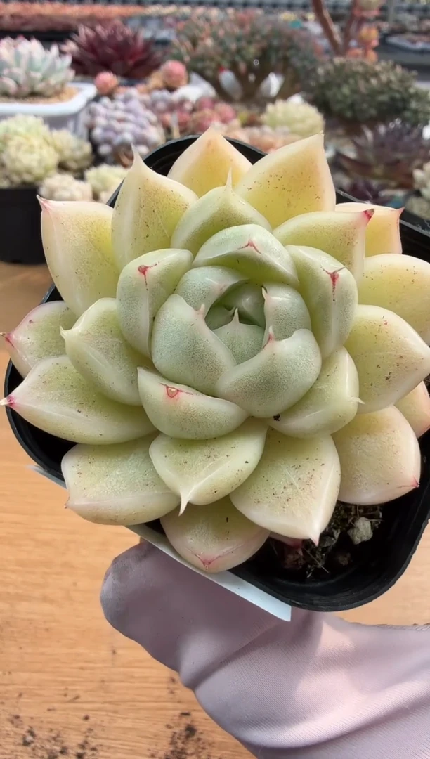 东云多肉园二店-117