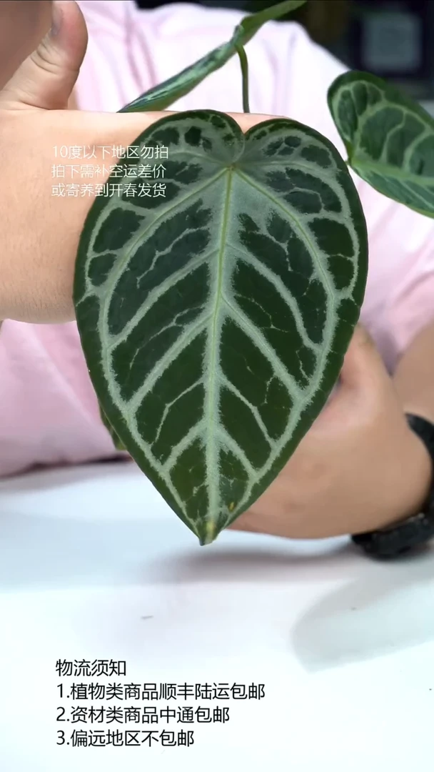 完全开放闪烁F1优选 01大