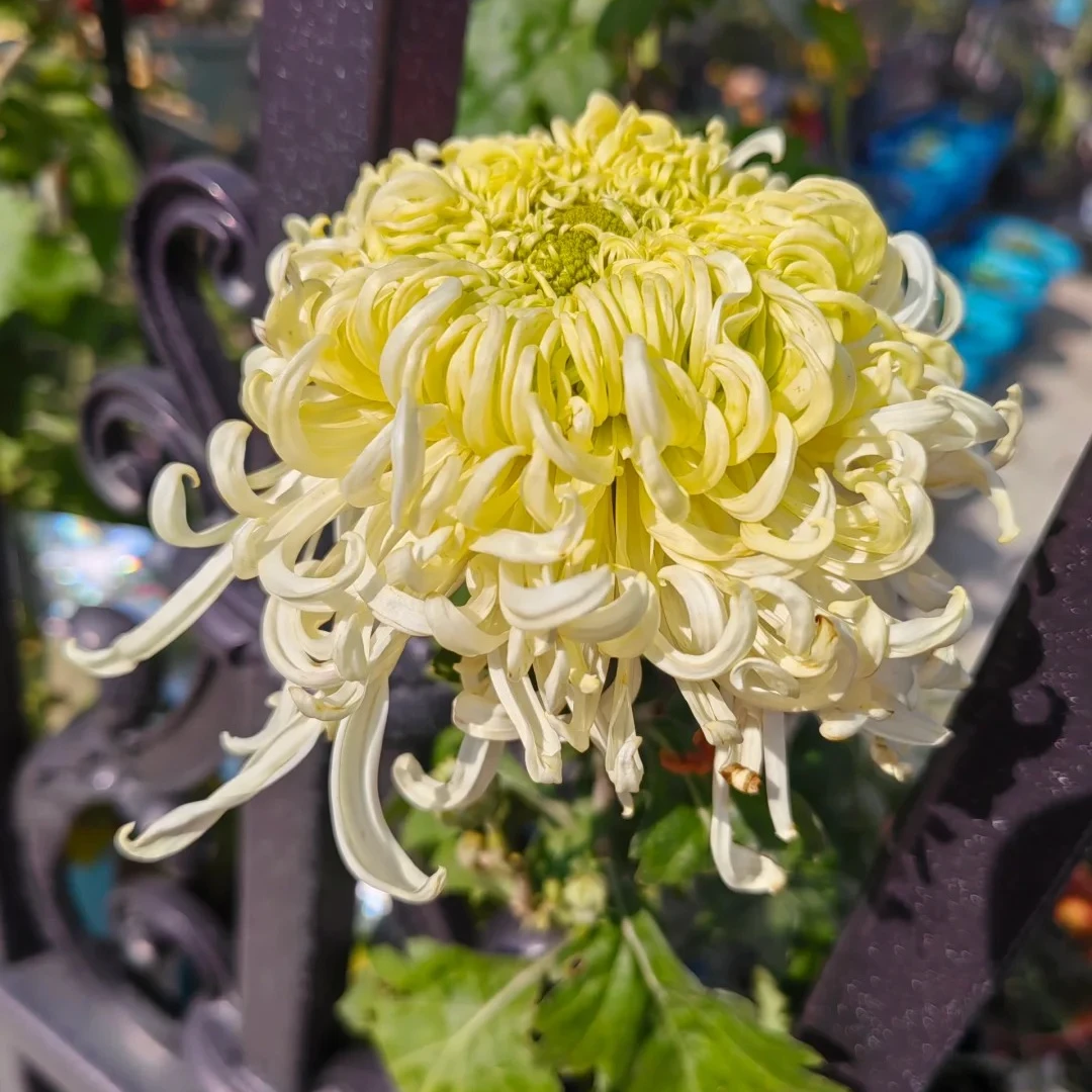 【太液清波】菊花（盆栽）原盆发货（盆坏不赔