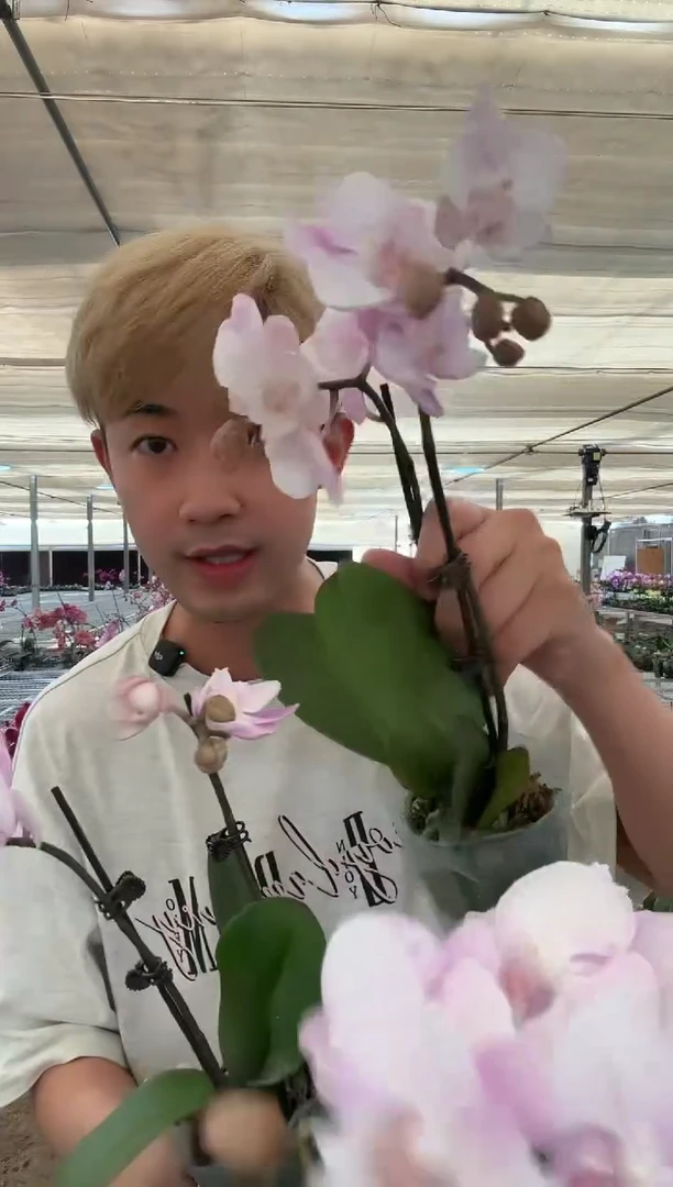 完全开放【逸晨】蝴蝶兰