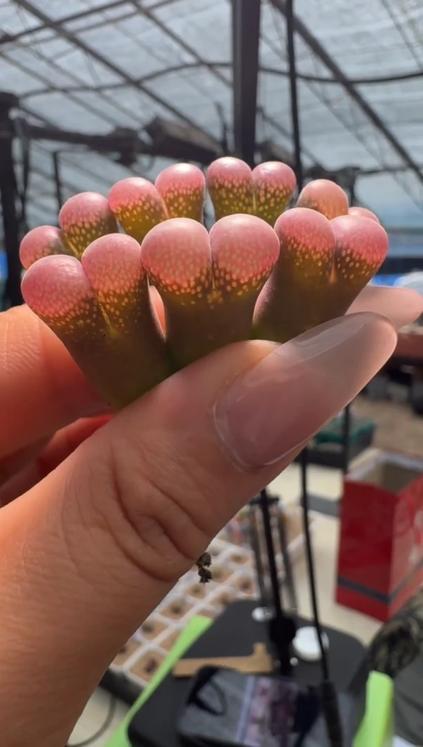 30-9多肉植物肉锥上海优选风铃一颗