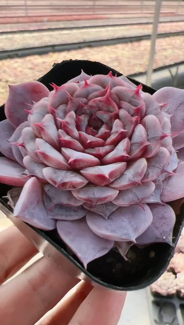 【闪购商品】东云晶-8