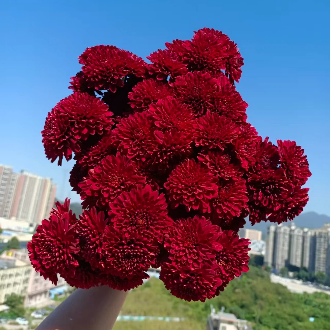 A级稀有红丝绒多头小雏菊鲜切花