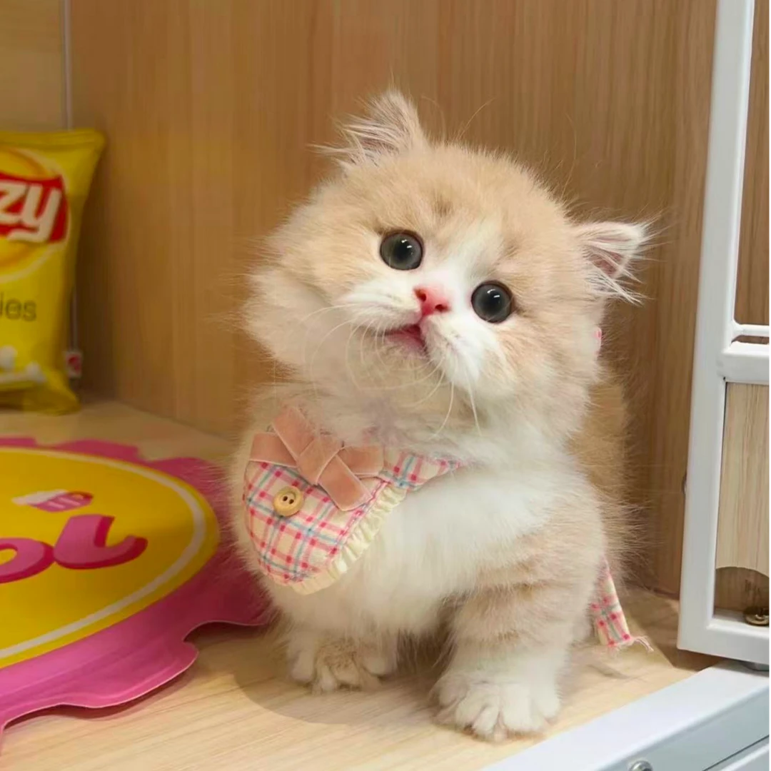【泡芙萌宠】活体猫猫